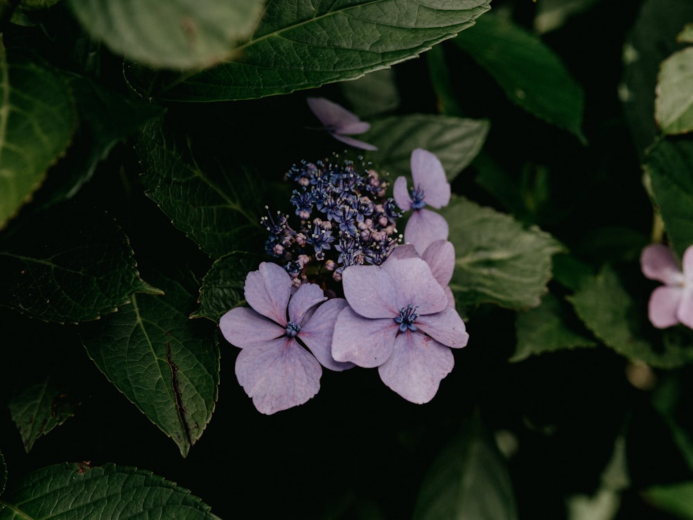 purple flower with green leaves