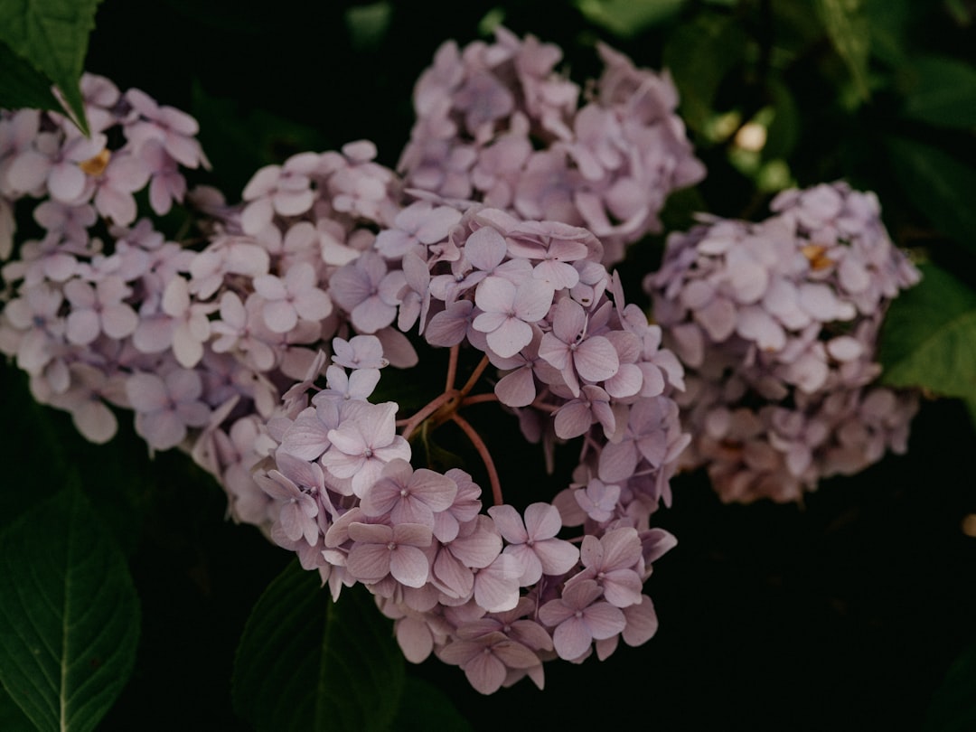 pink and white flowers in tilt shift lens