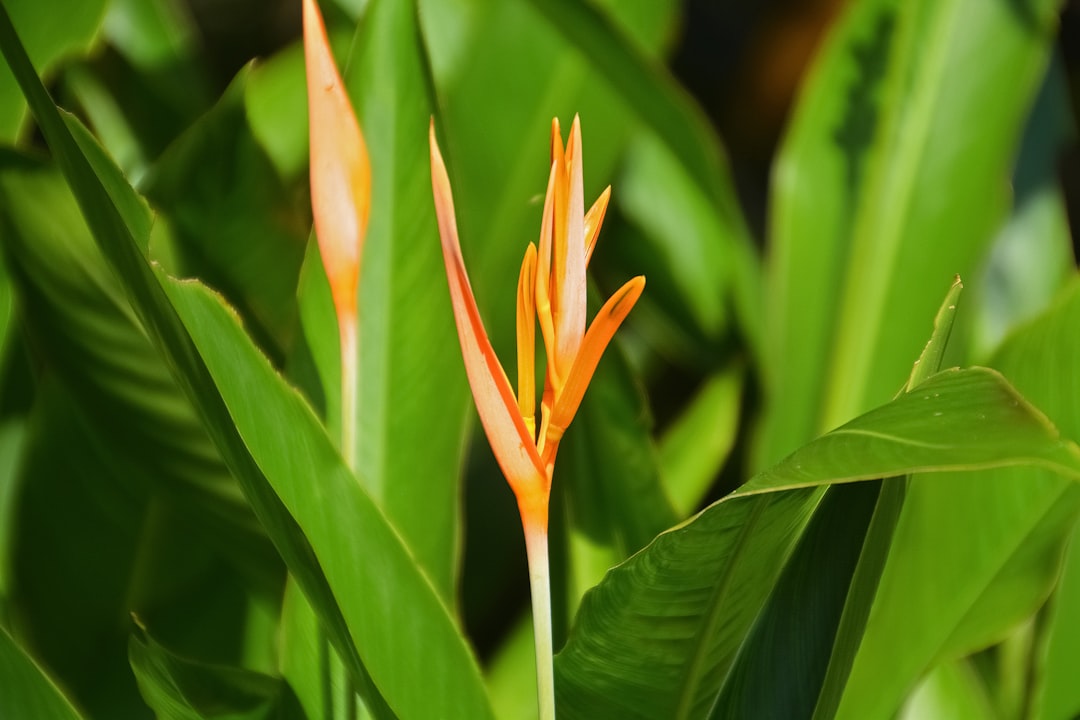 orange and yellow birds of paradise flower in bloom