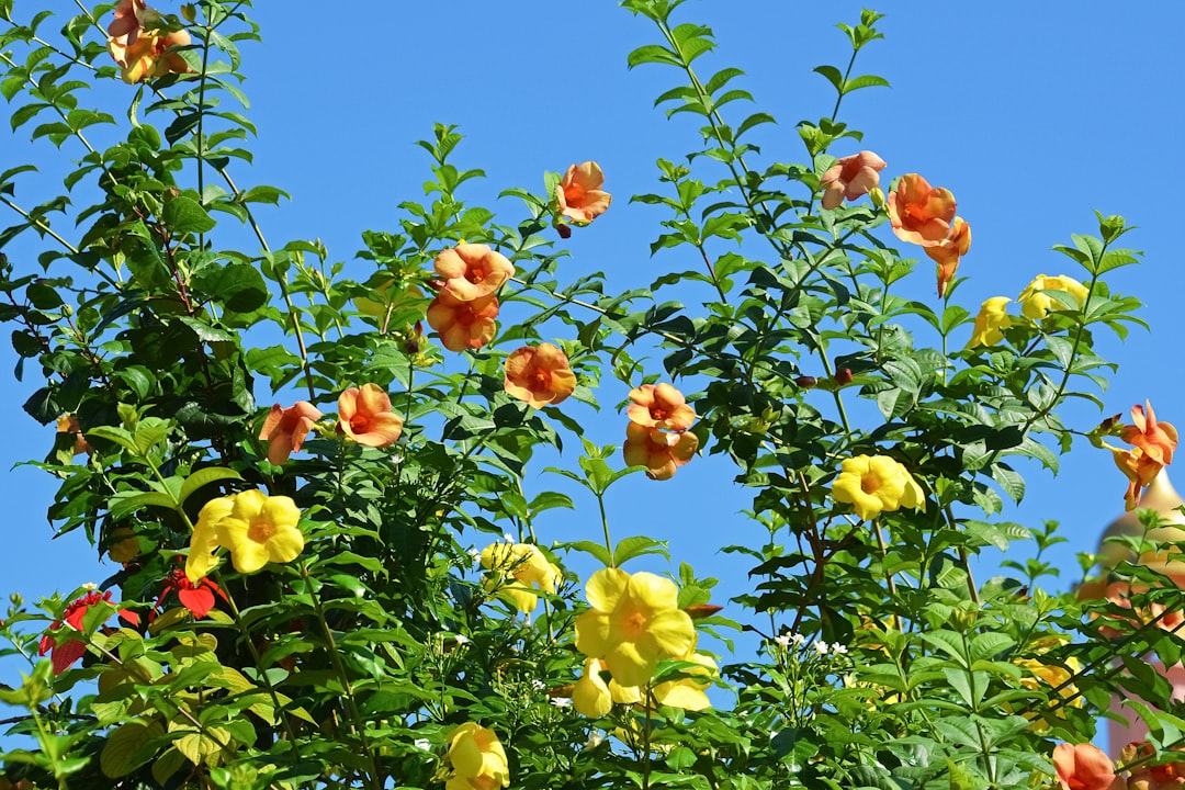yellow and red flowers under blue sky during daytime