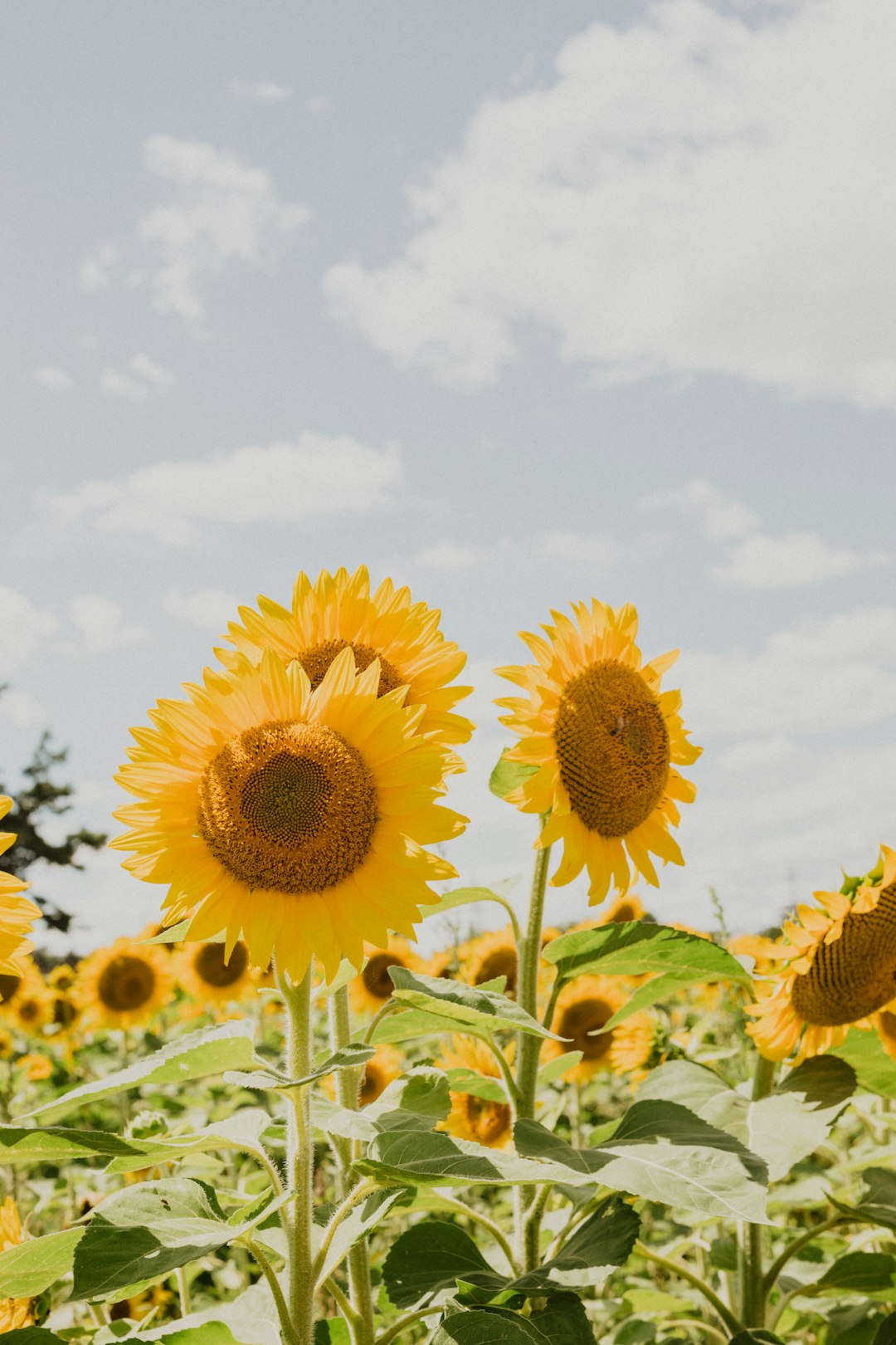 yellow sunflower under white clouds during daytime