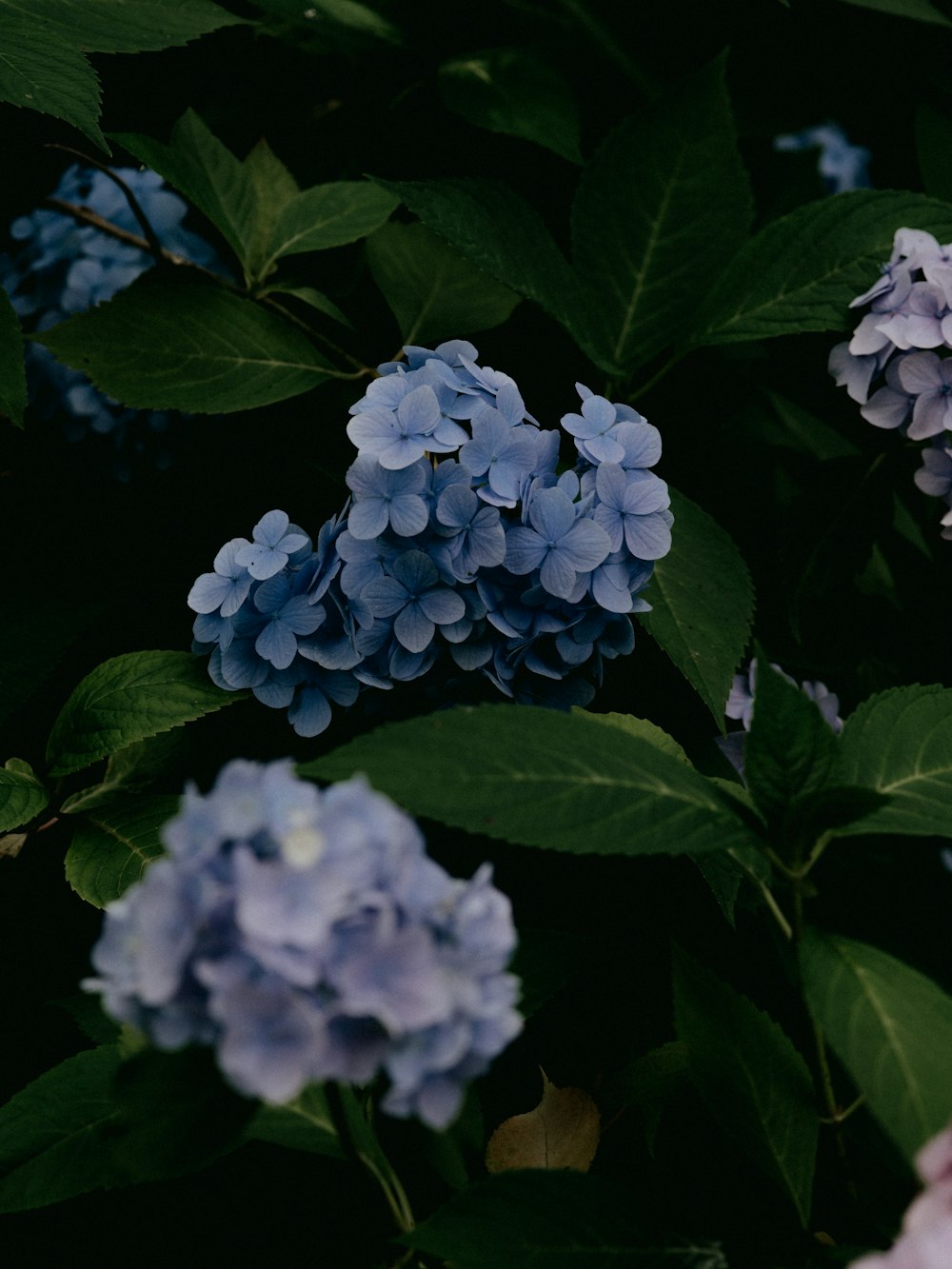 blue flowers with green leaves