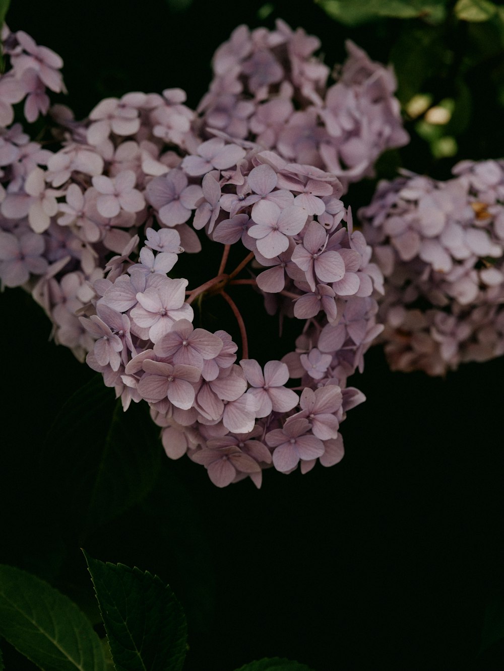 purple flowers in black background