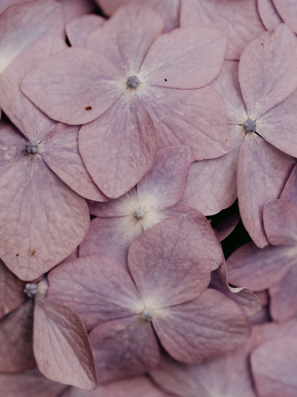 pink and white flower petals