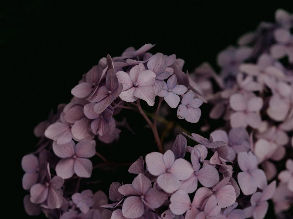 white and pink flowers in black background