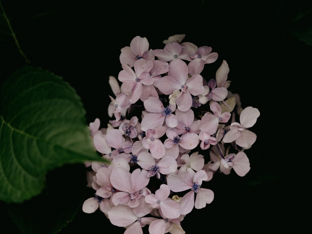 purple flowers with green leaves