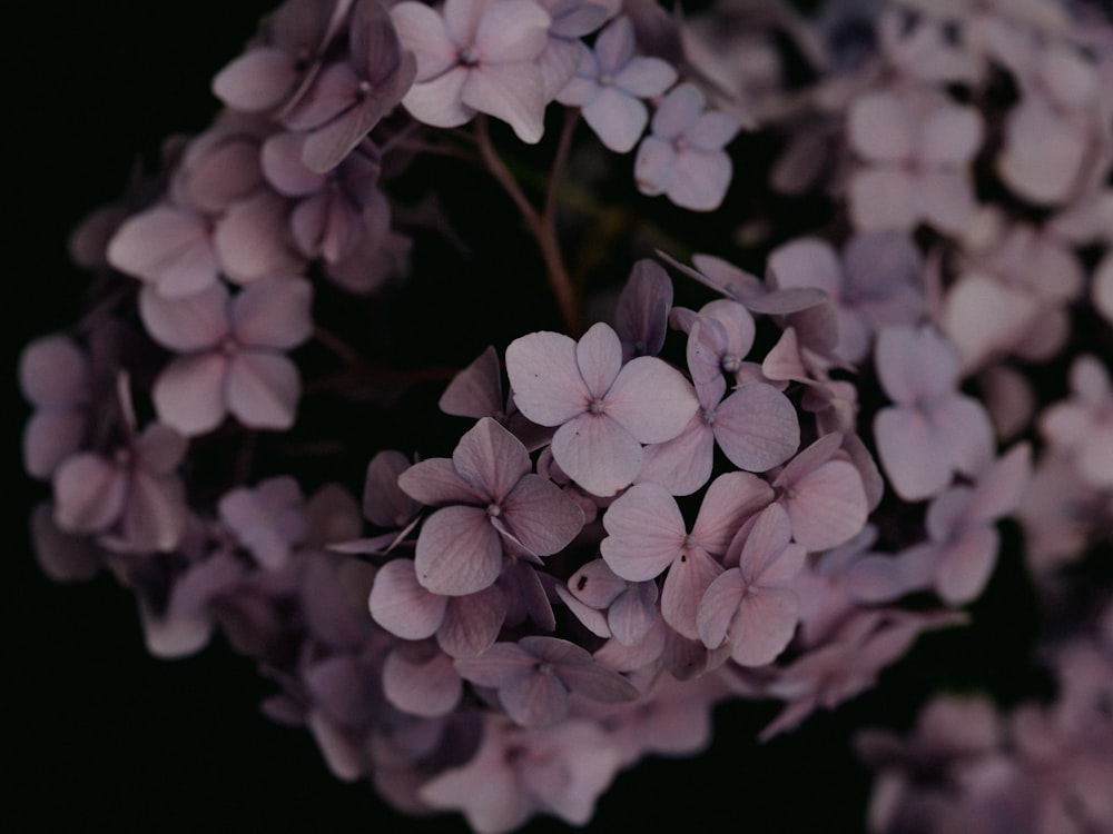흰색과 보라색 꽃 클로즈업 사진