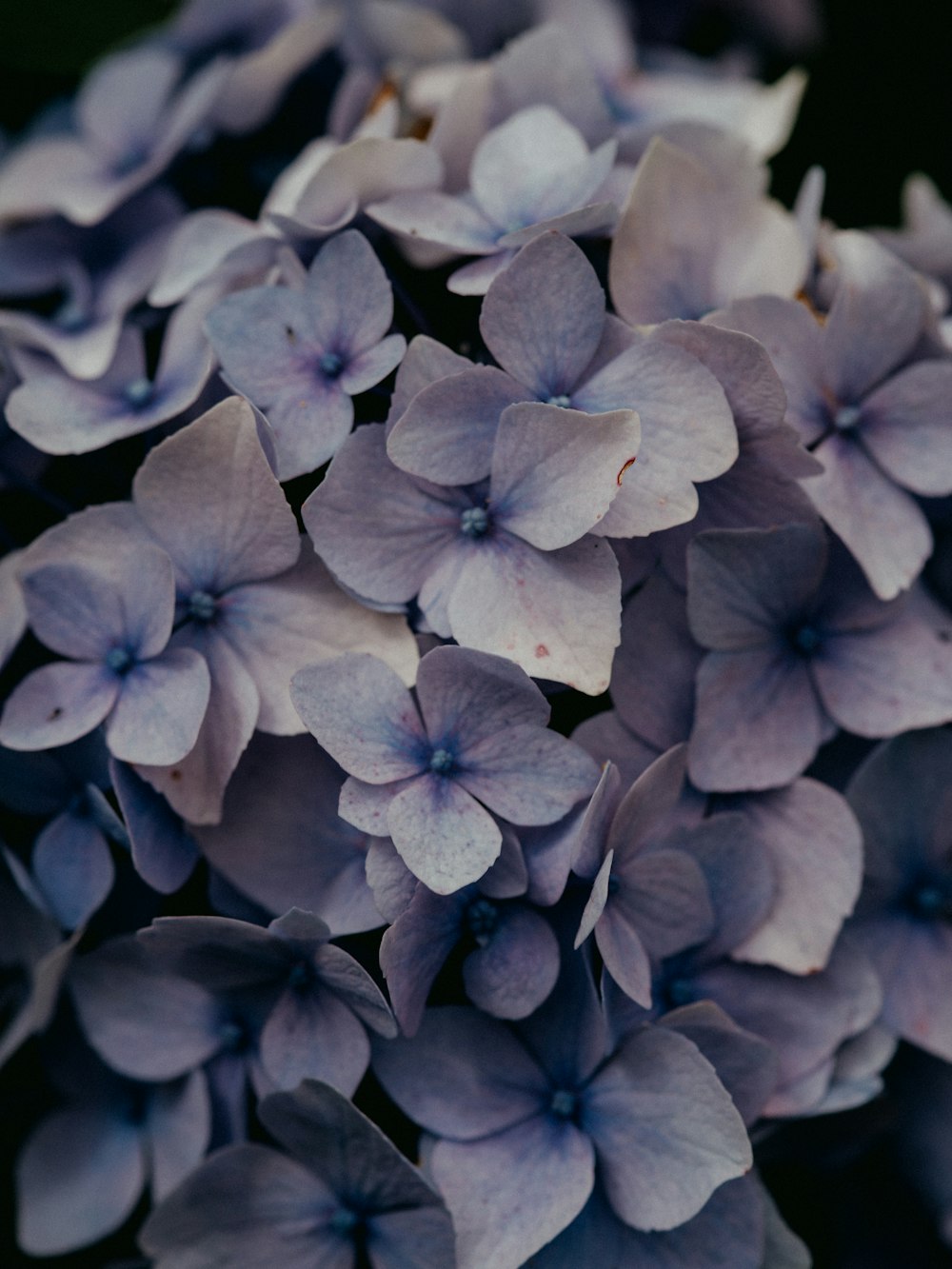 gray scale photo of flower