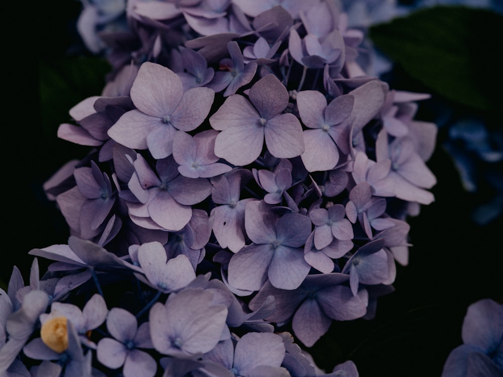 white and gray flower in close up photography