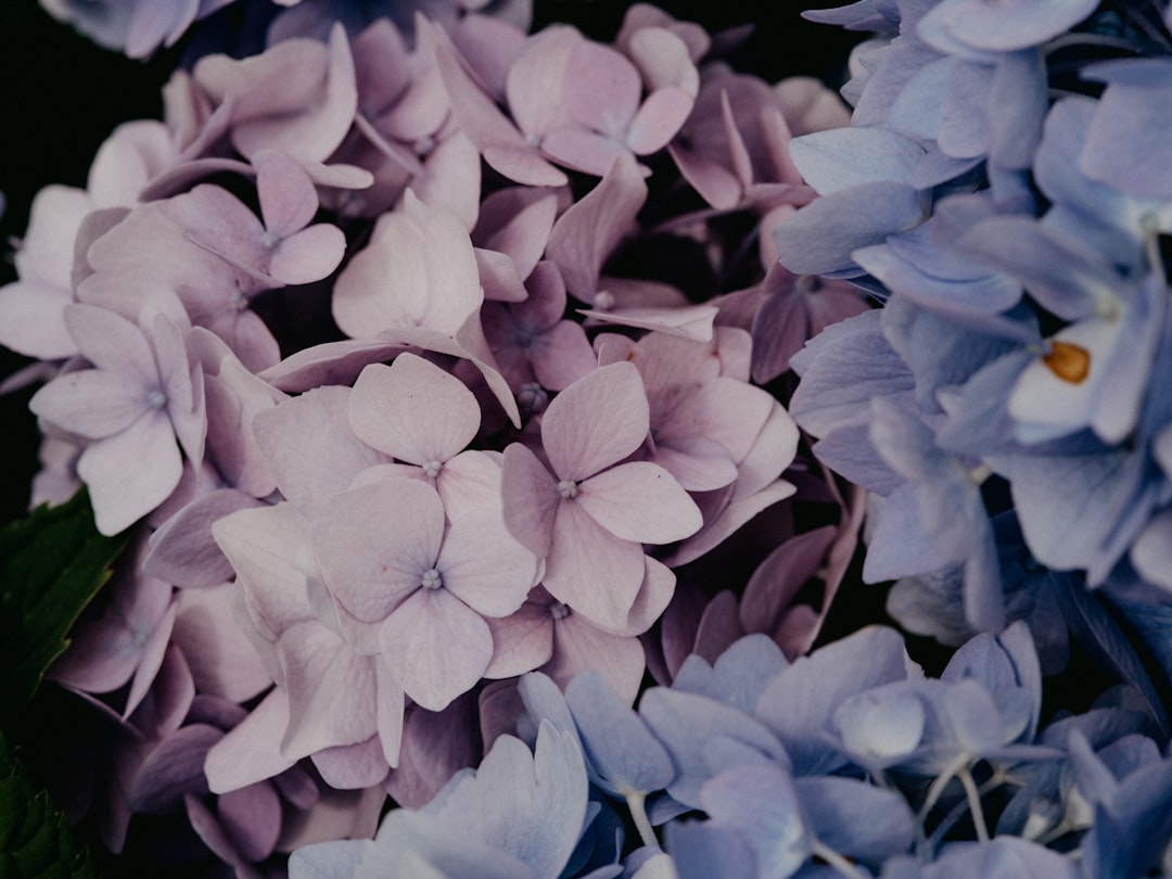 purple flowers in close up photography