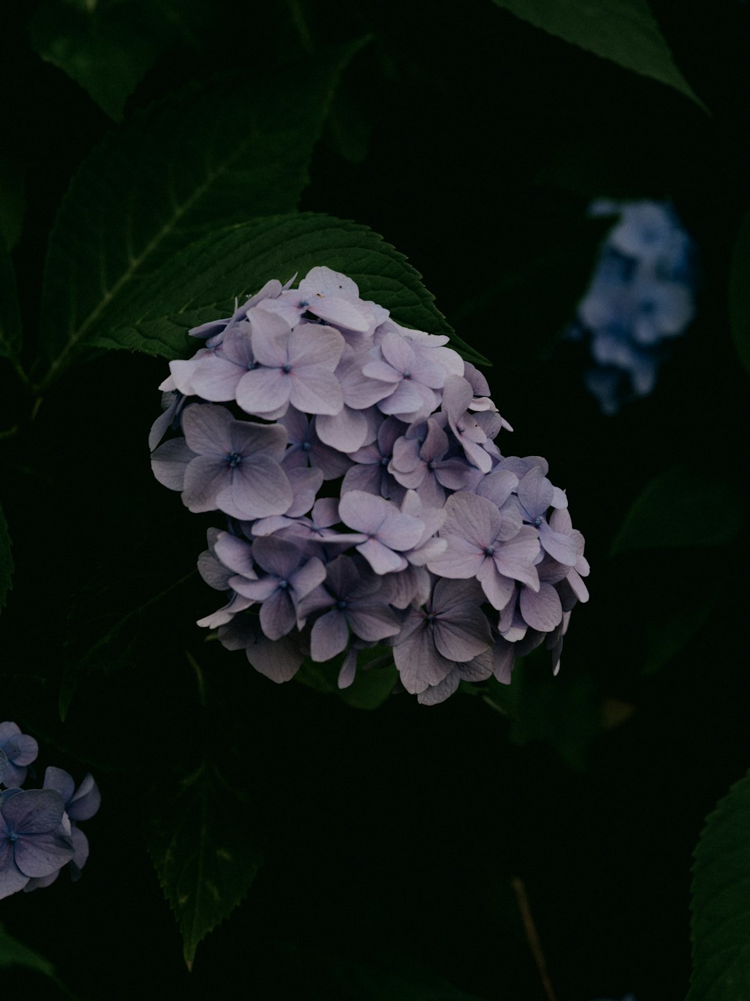 white hydrangeas in bloom close up photo