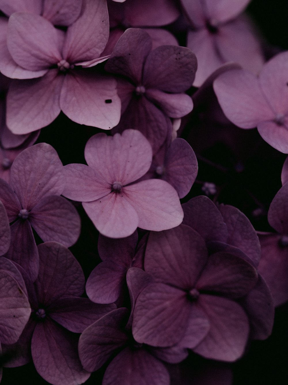 purple 5 petaled flower in close up photography