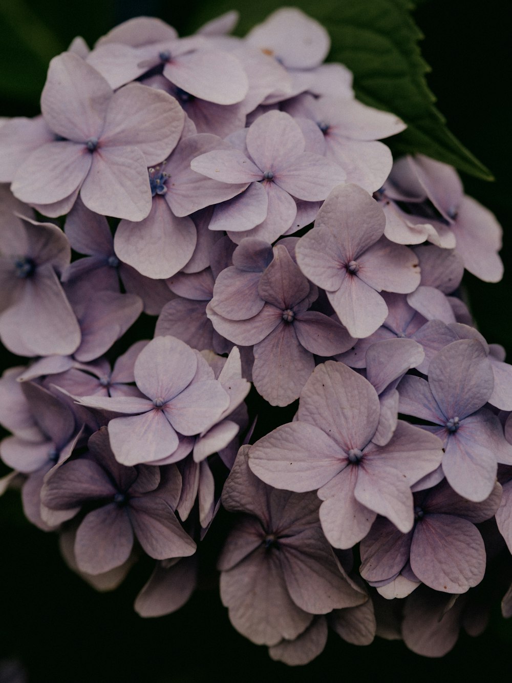 purple flower in close up photography