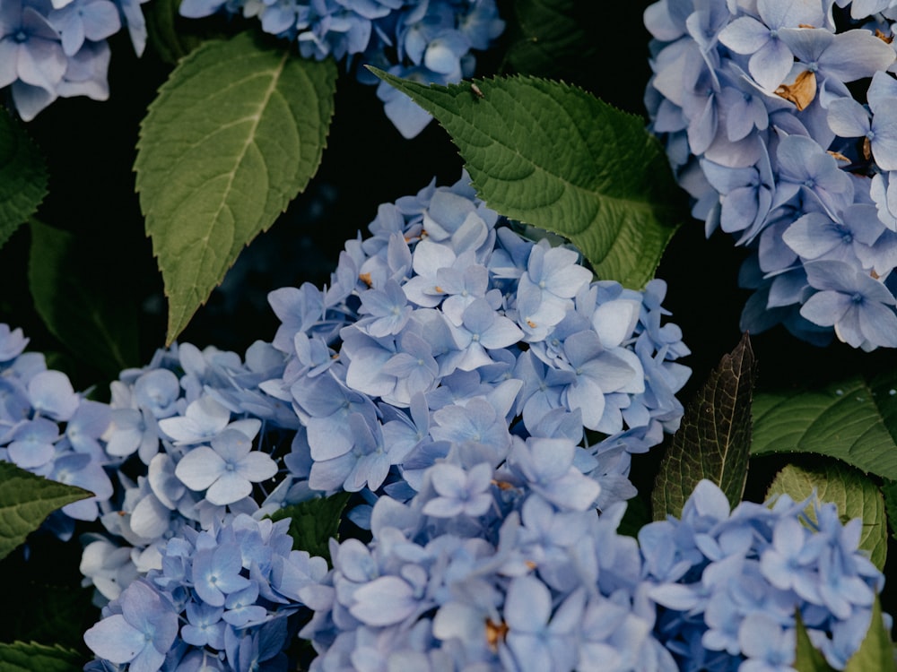 white and purple flowers with green leaves