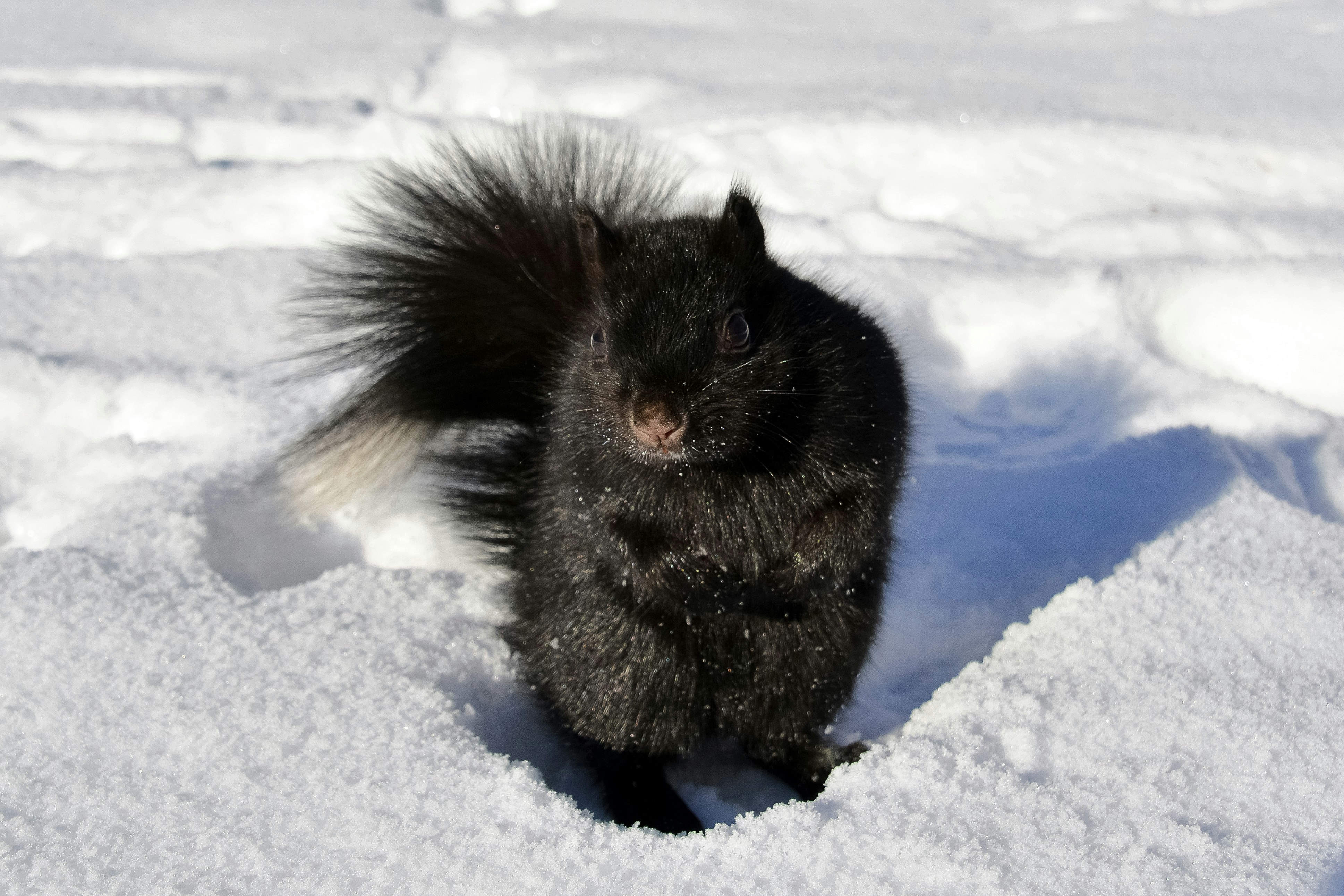 black rabbit on snow covered ground during daytime