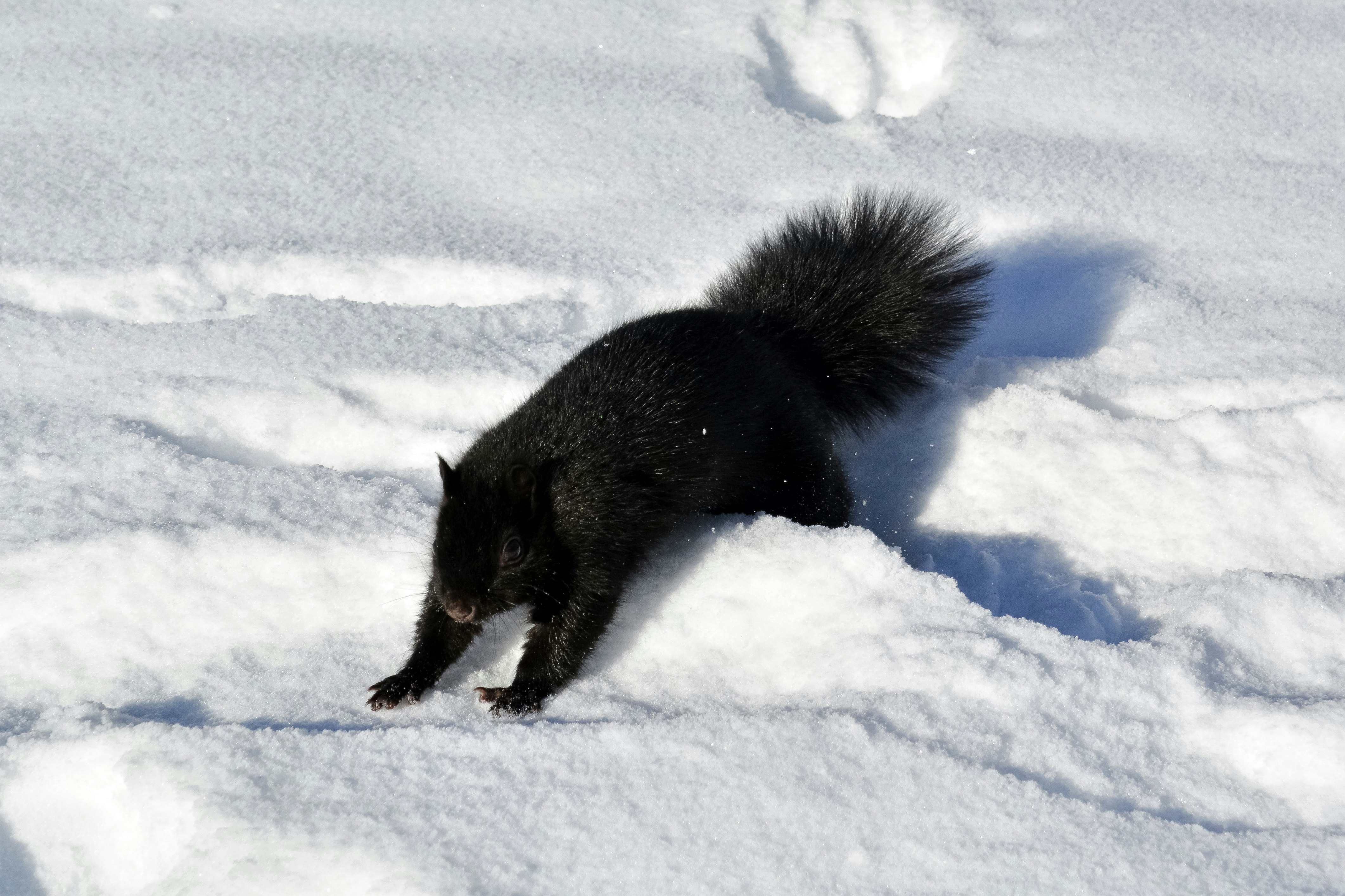 black animal on snow covered ground during daytime