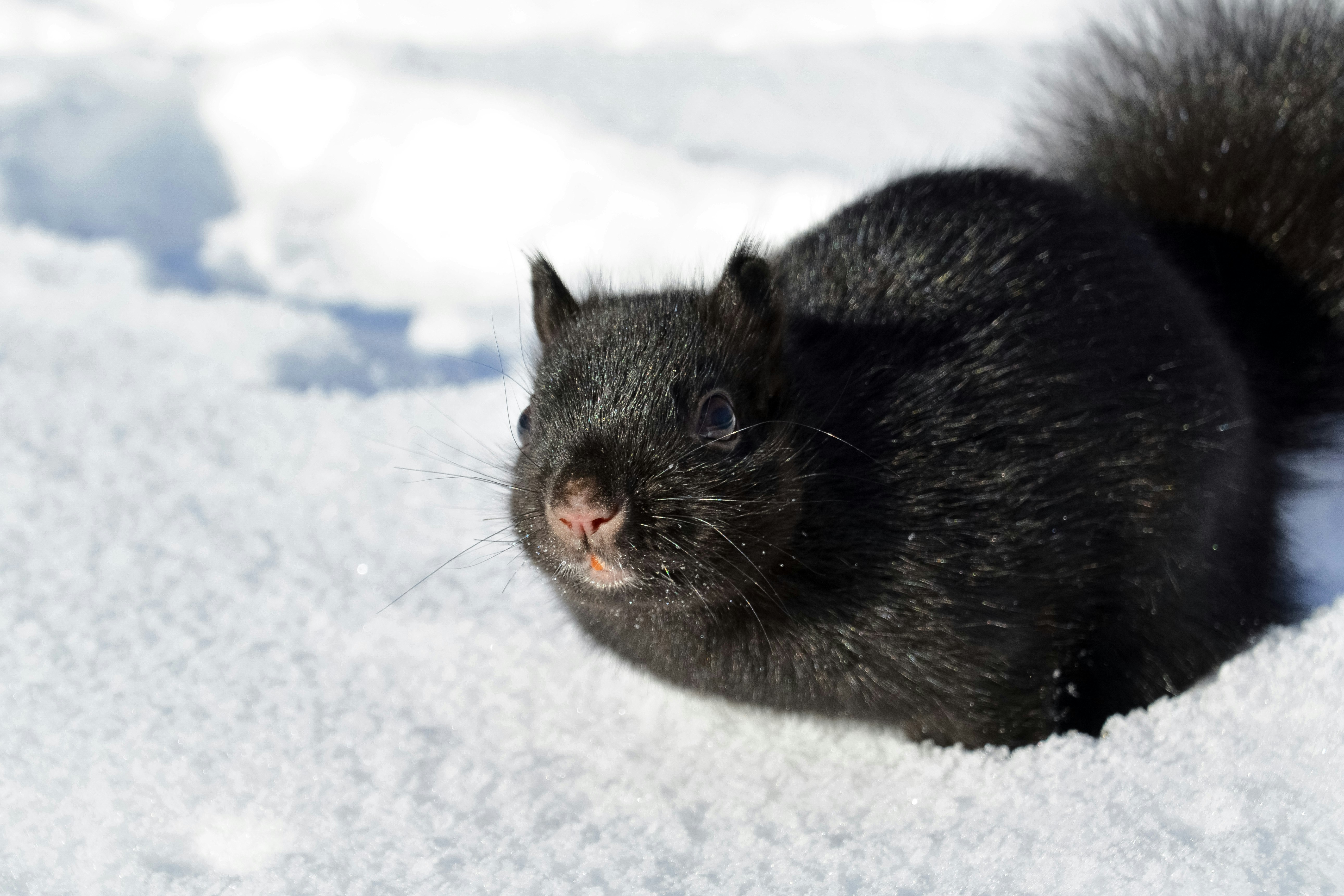 black rabbit on white snow