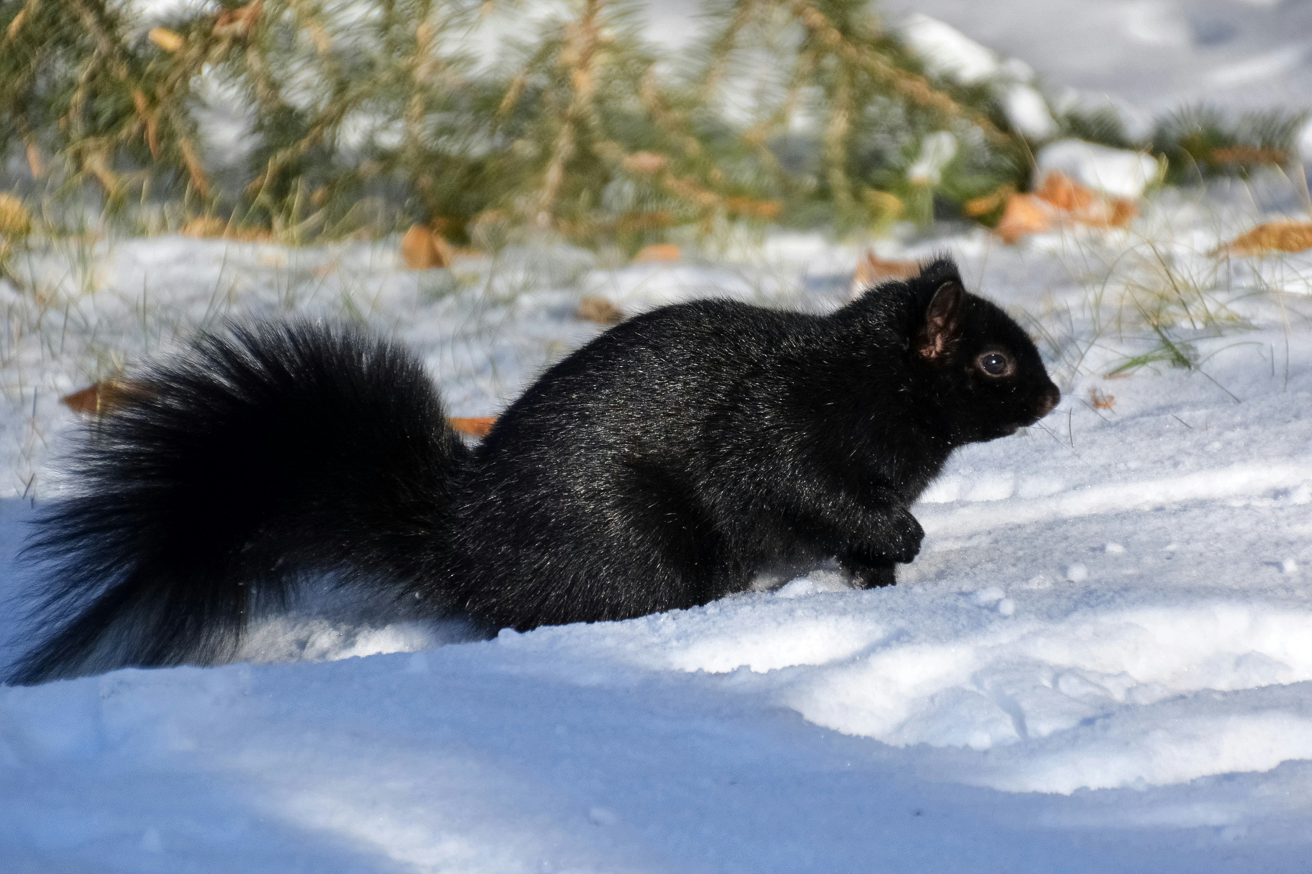 black squirrel on snow covered ground during daytime