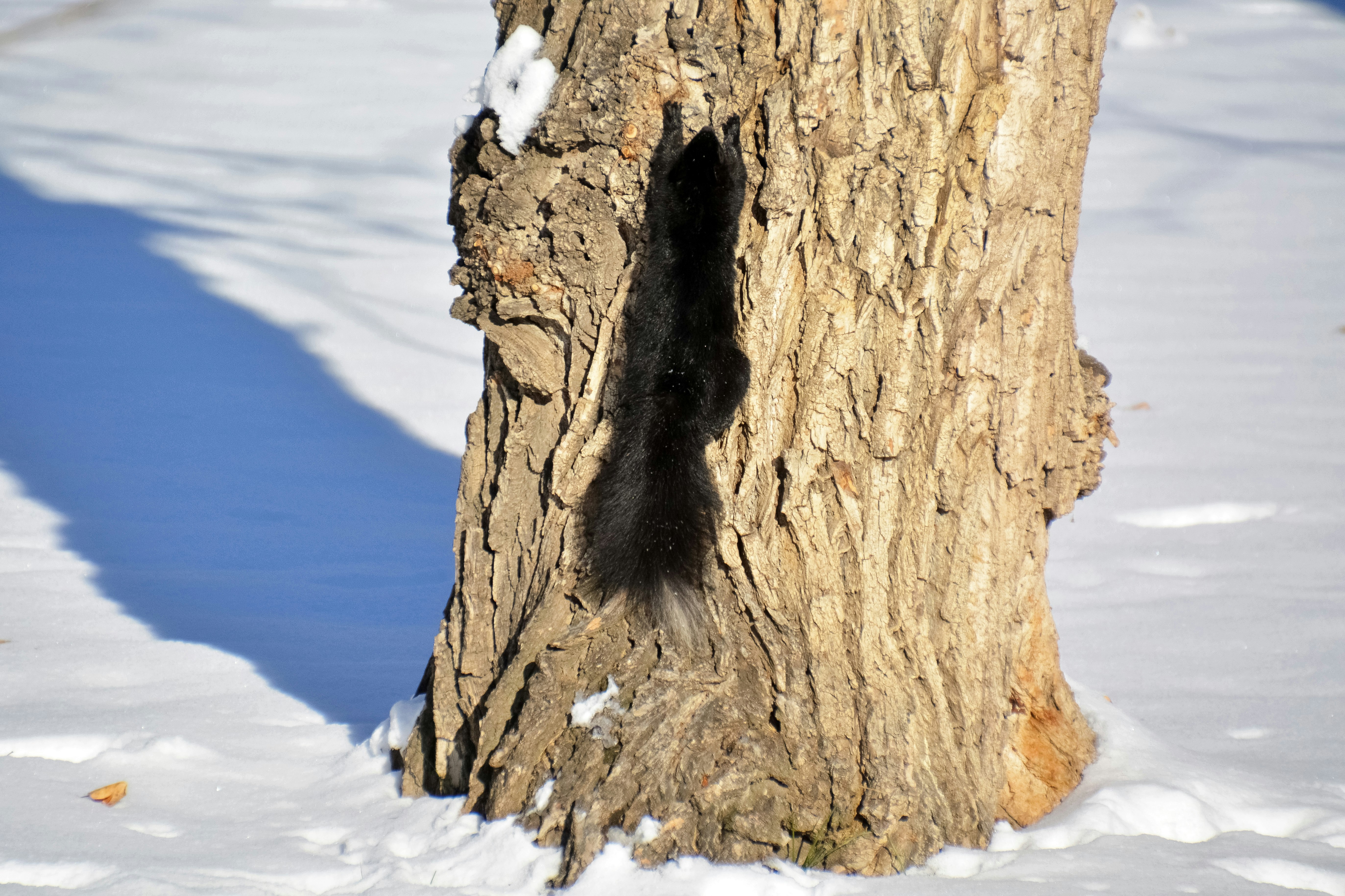 brown tree trunk on snow covered ground during daytime