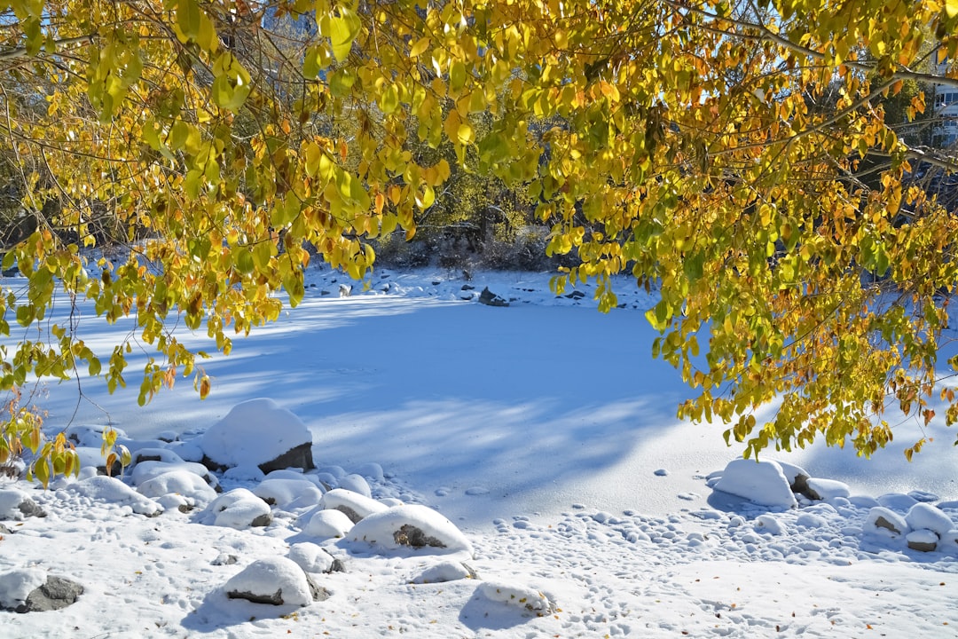 yellow and green leaf tree on snow covered ground