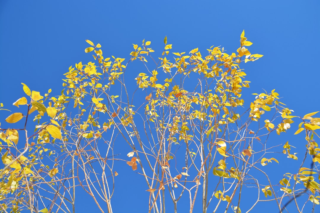 yellow flowers under blue sky during daytime