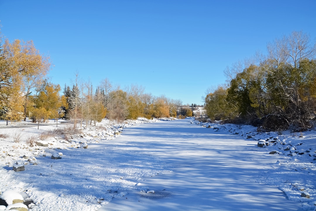 snow covered field and trees during daytime