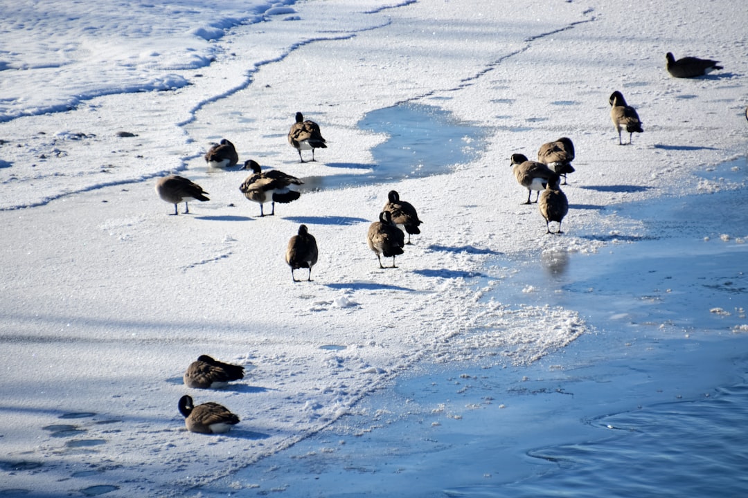 flock of birds on snow covered ground during daytime