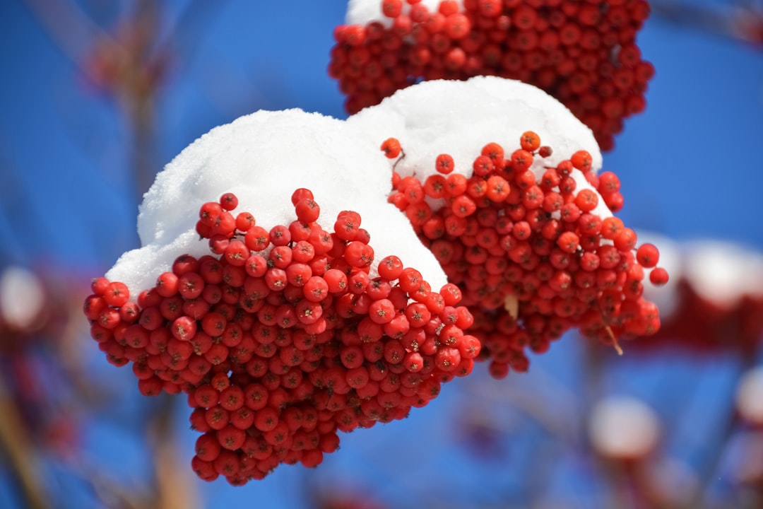 red round fruits in close up photography