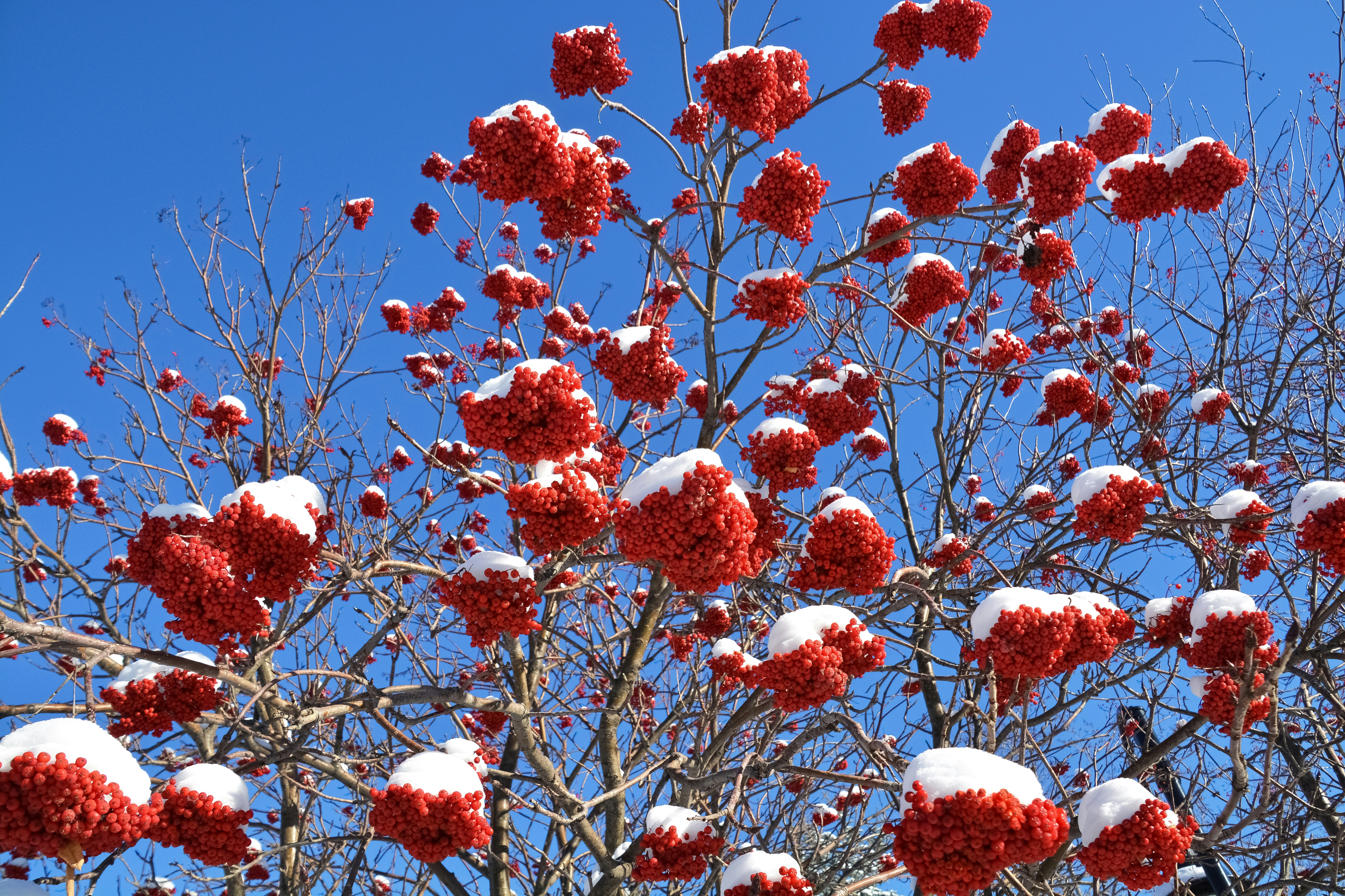 昼間の青空の下でピンクと白の花の写真 Unsplashで見つける木の無料写真