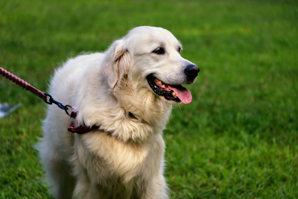 white long coated dog on green grass field