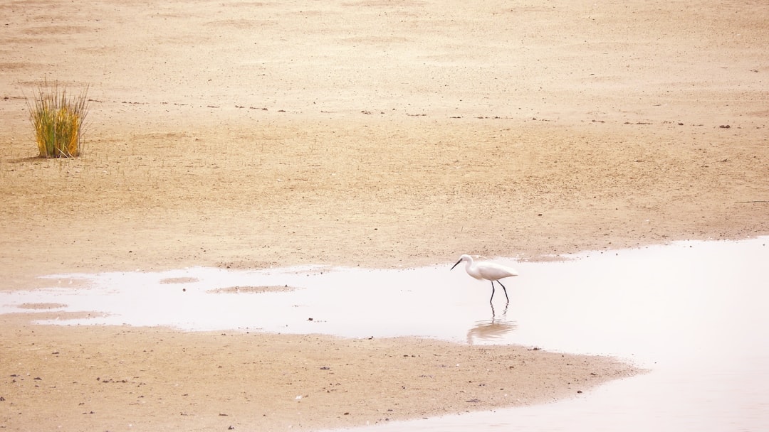 white bird on brown sand during daytime