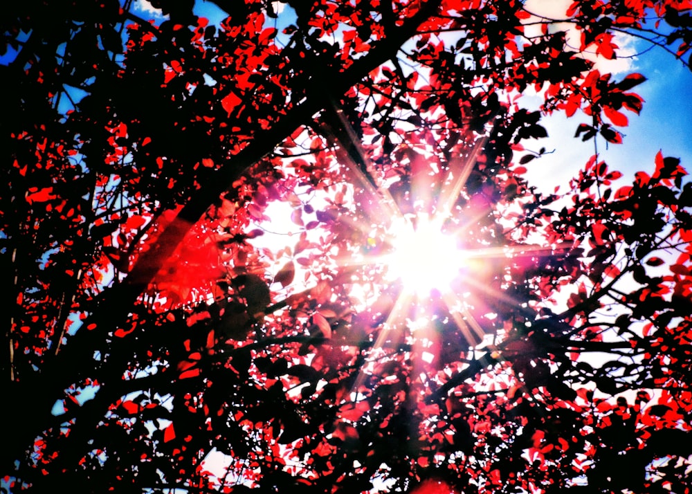 sun rays coming through red leaves