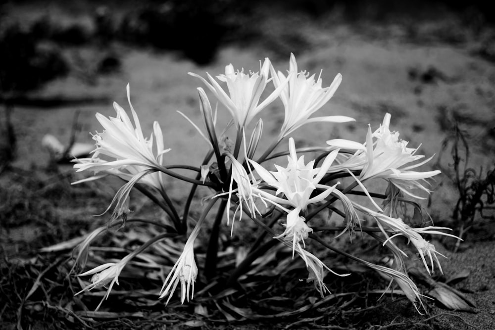 grayscale photo of white flowers