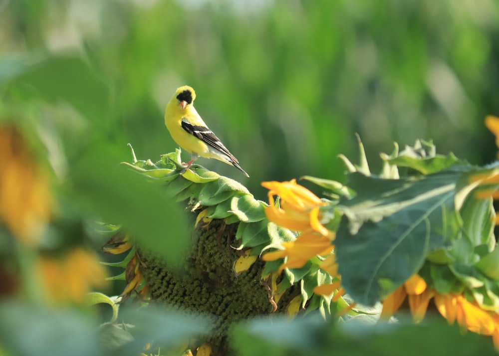 yellow and black bird on yellow flower