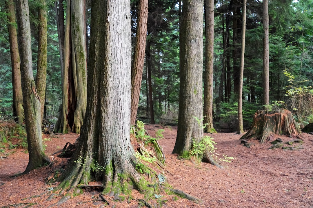 brown trees on brown soil