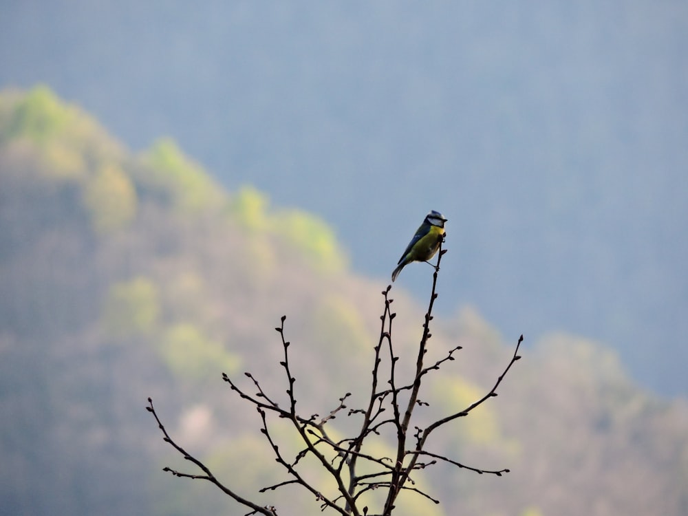 green and yellow bird on brown tree branch during daytime