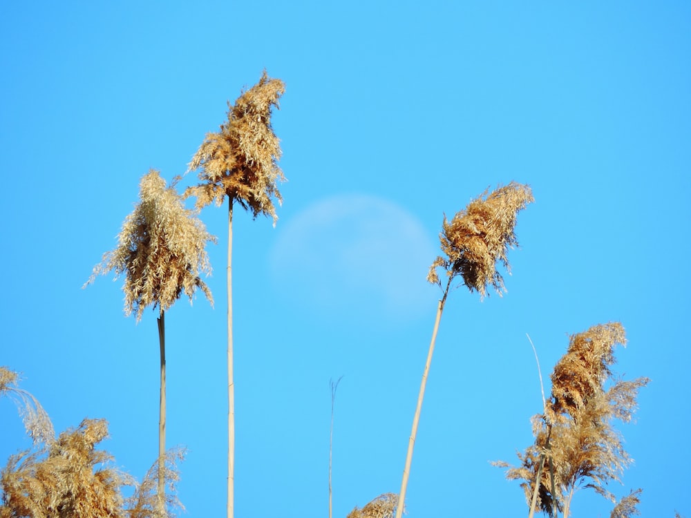 green trees under blue sky during daytime