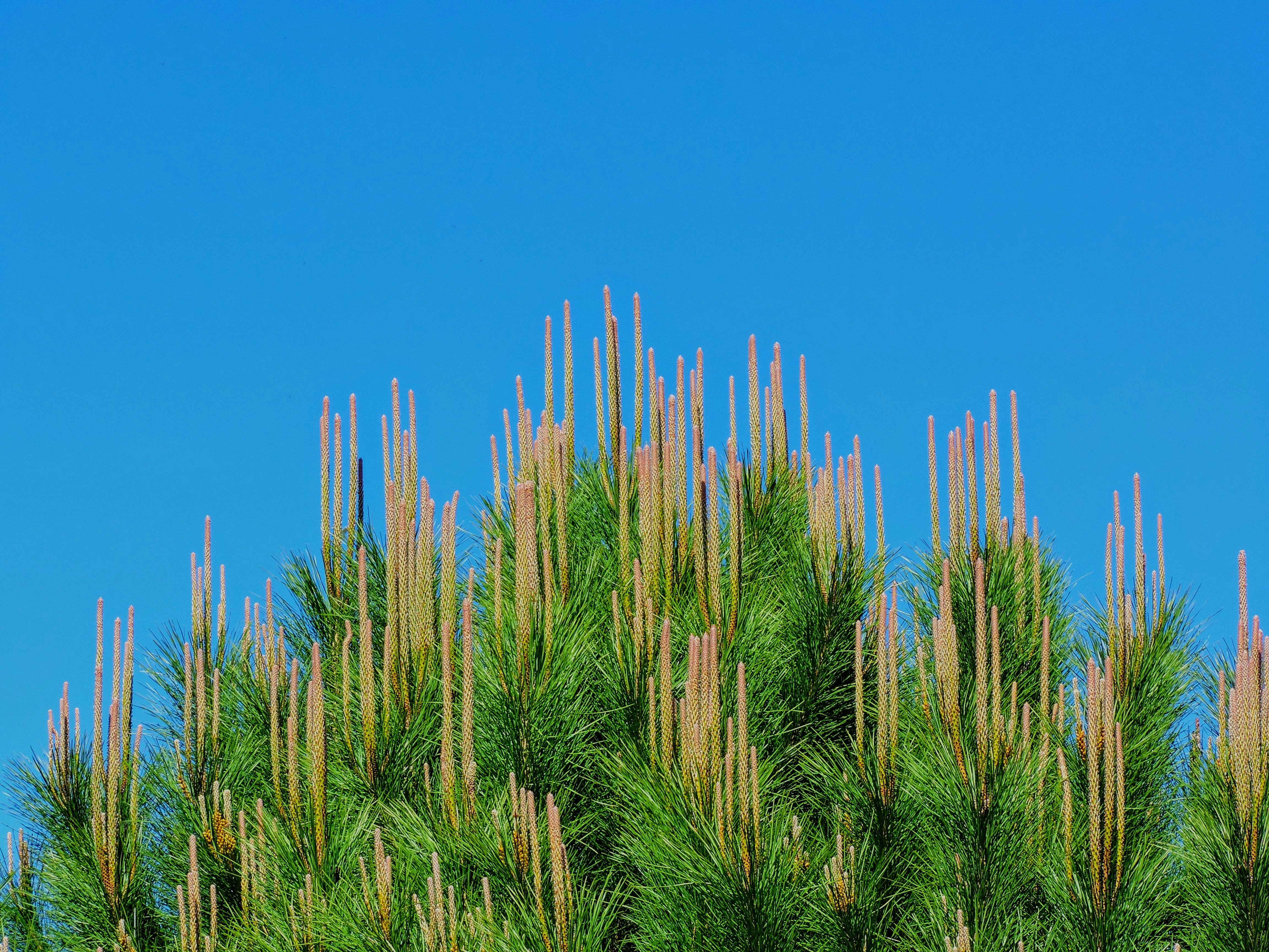 green wheat field under blue sky during daytime