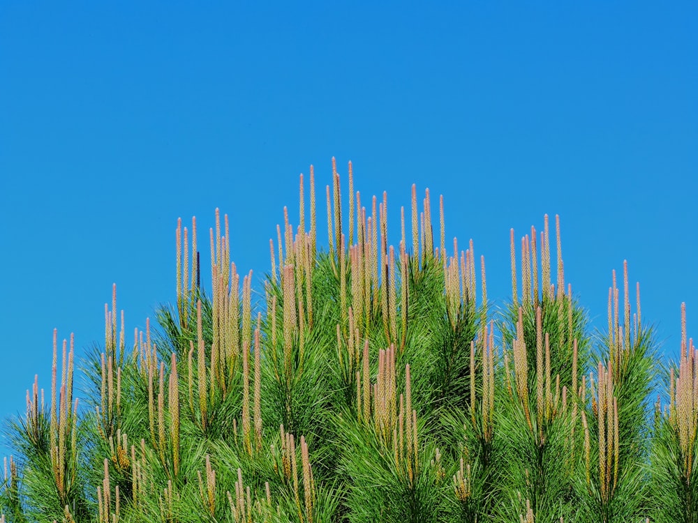 green wheat field under blue sky during daytime