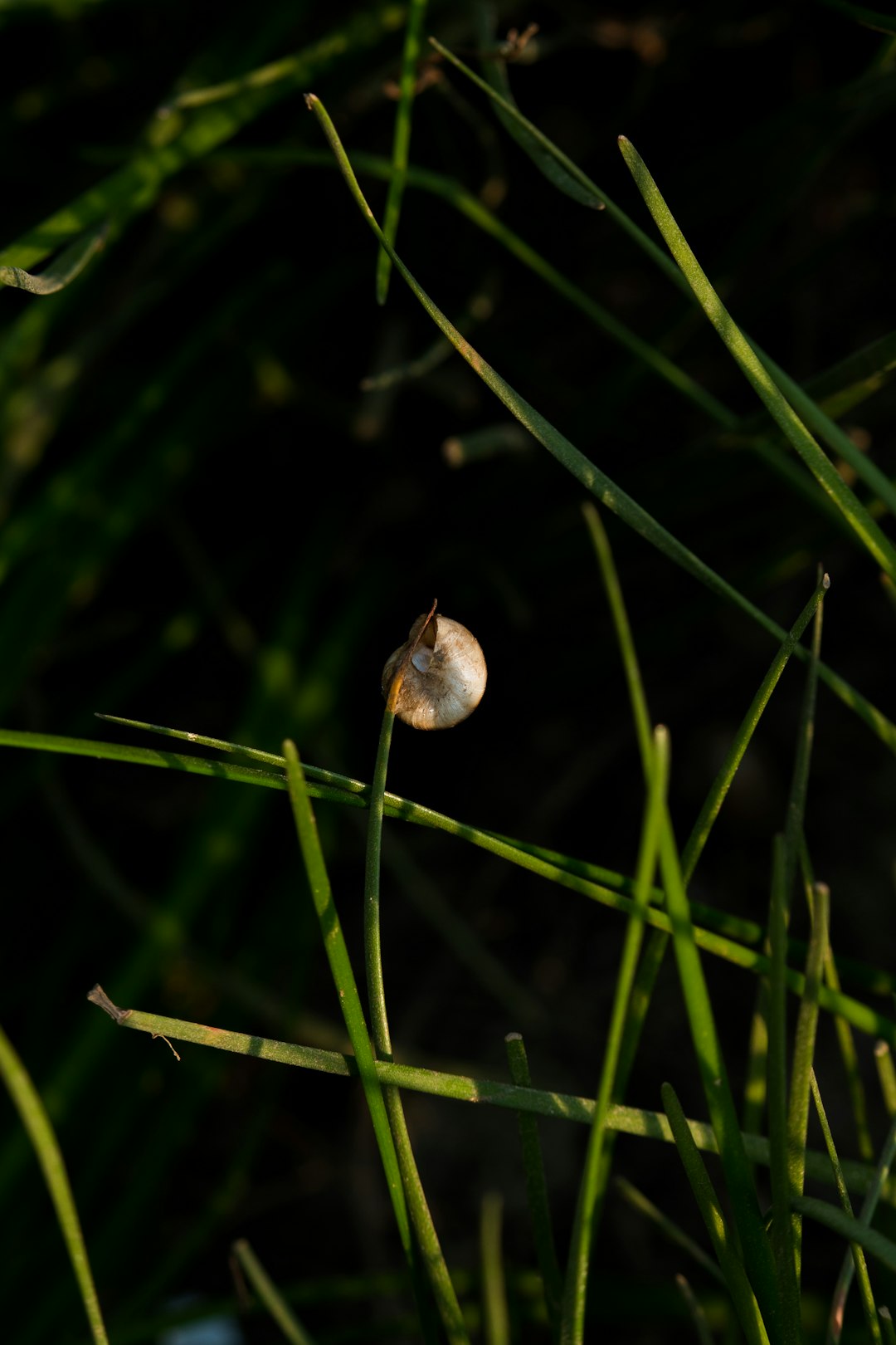 brown and white snail on green grass during daytime