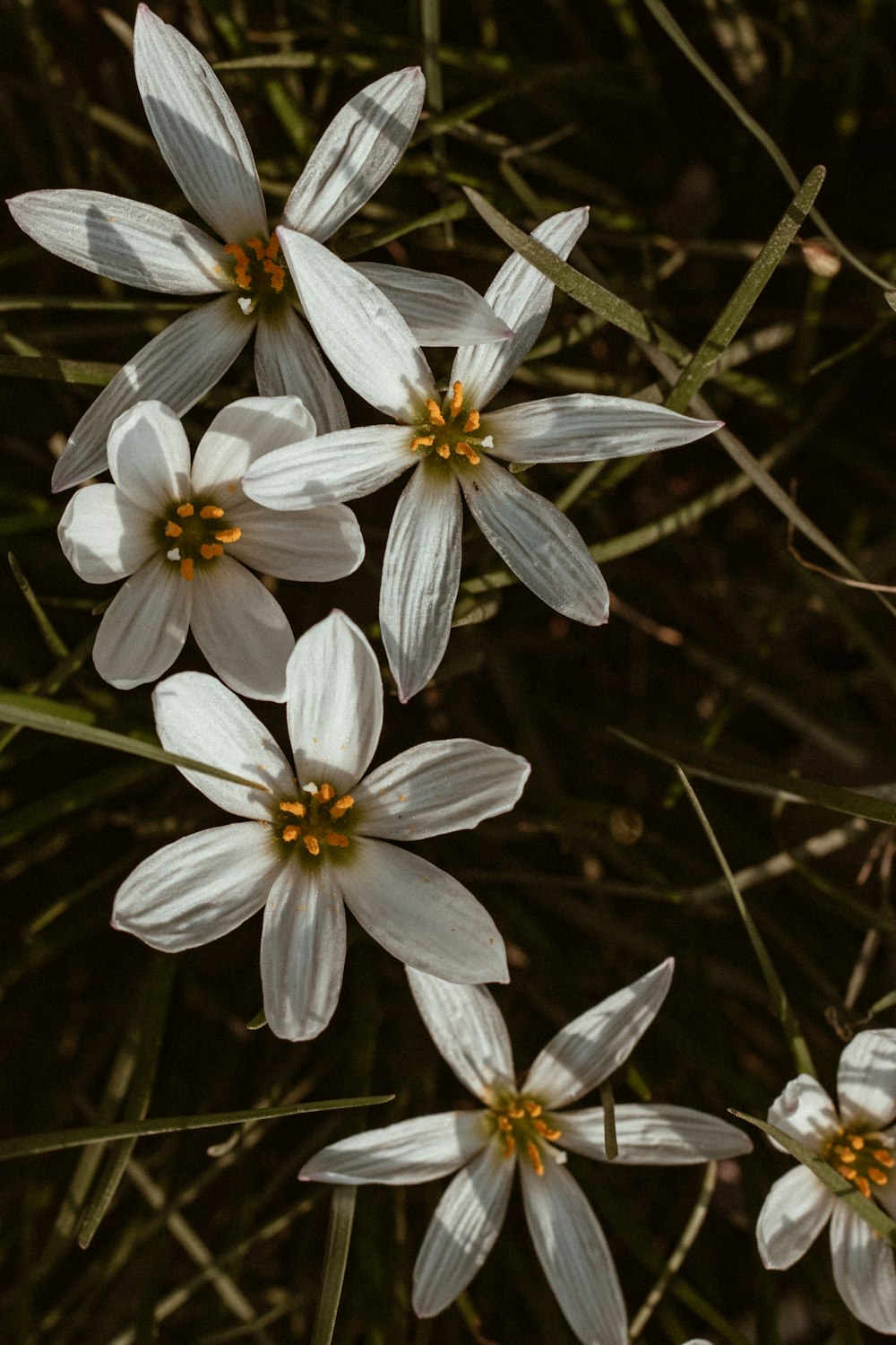 white flower with green leaves