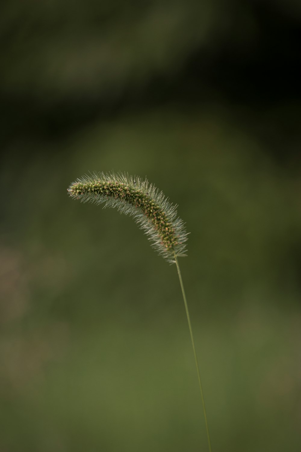 white and brown plant in close up photography