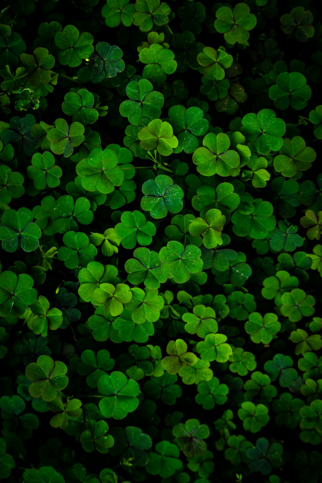 green leaves plant during daytime