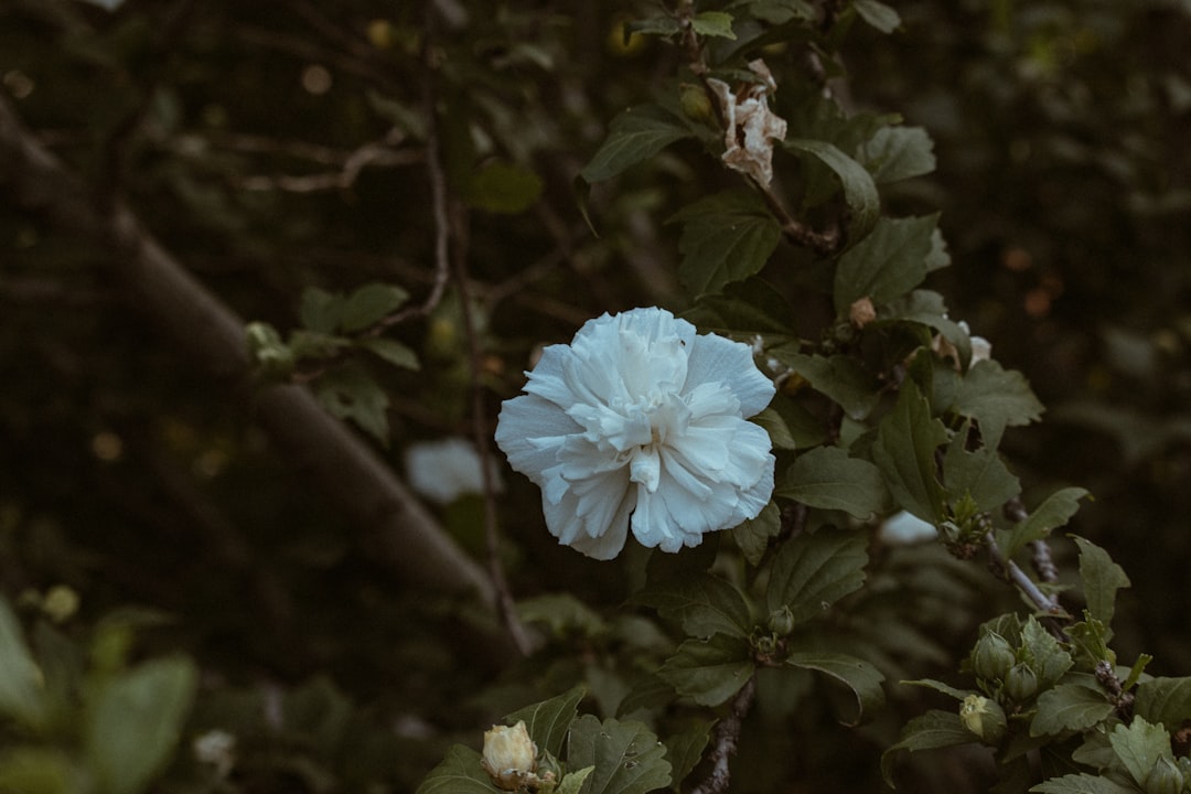 blue flower with green leaves