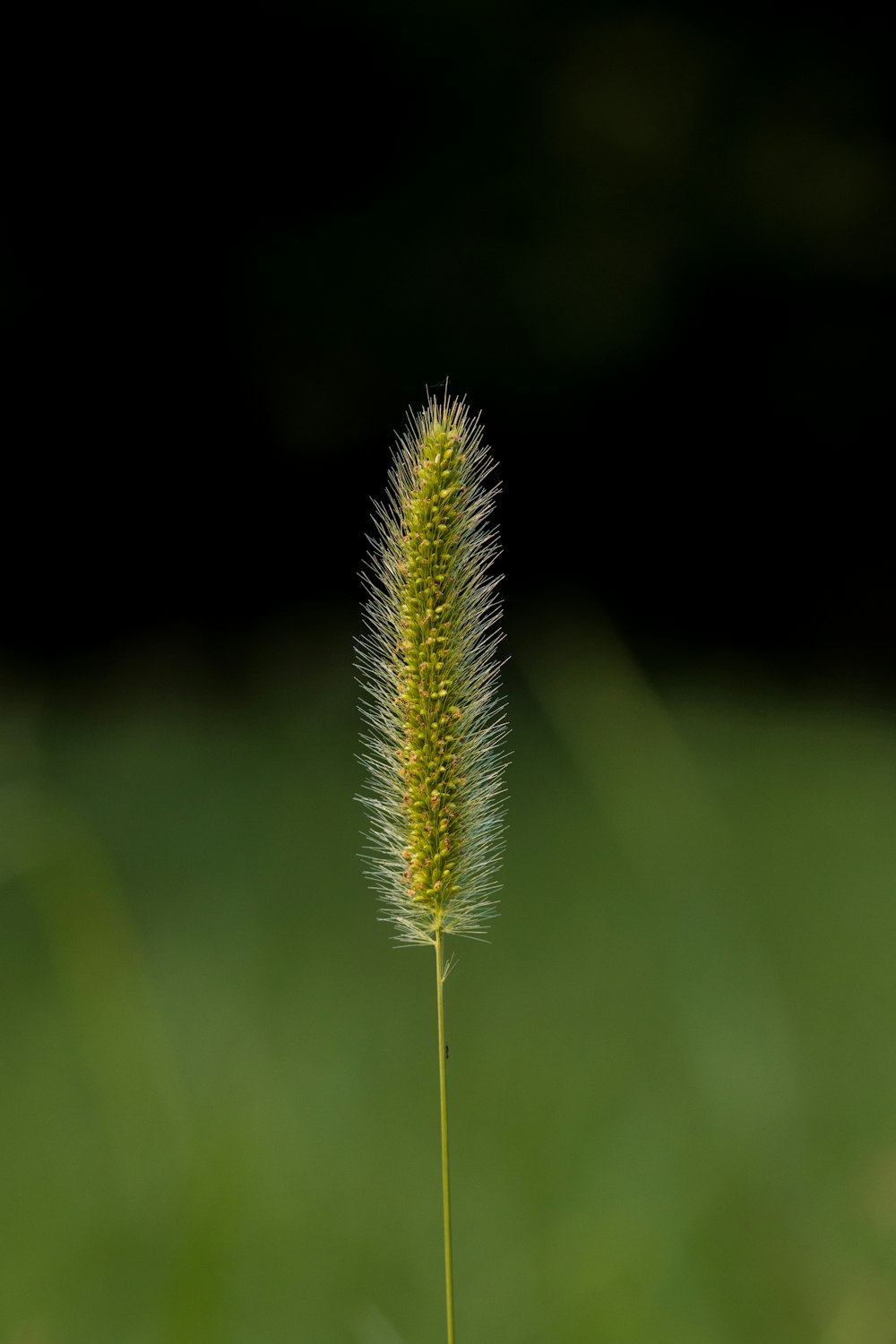 yellow and green plant in close up photography