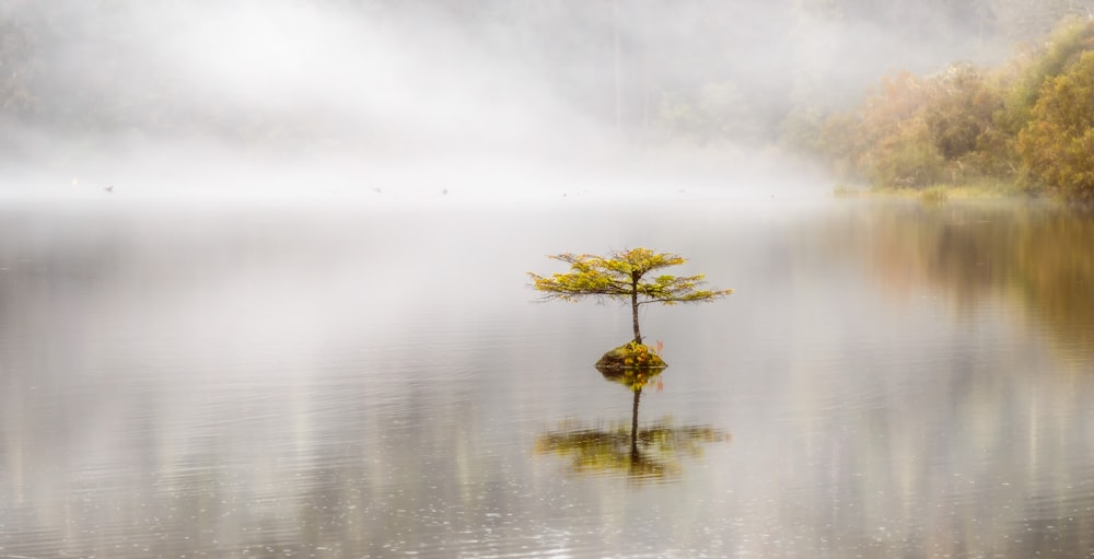 yellow flower on body of water