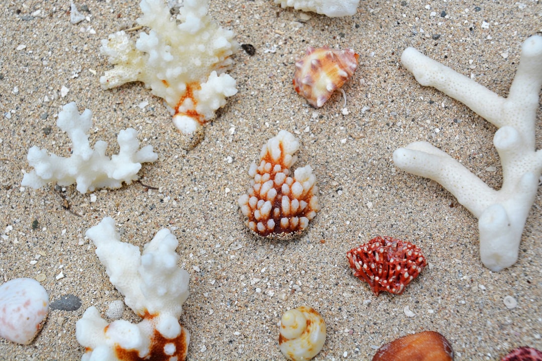 white and red seashells on white sand