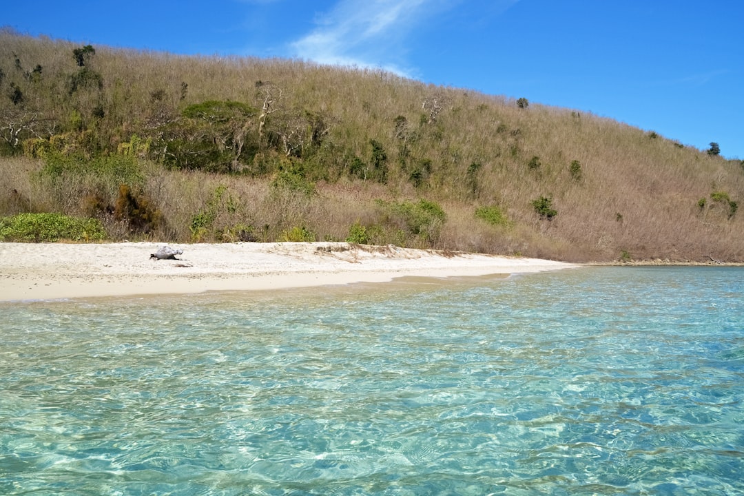 green trees near body of water during daytime