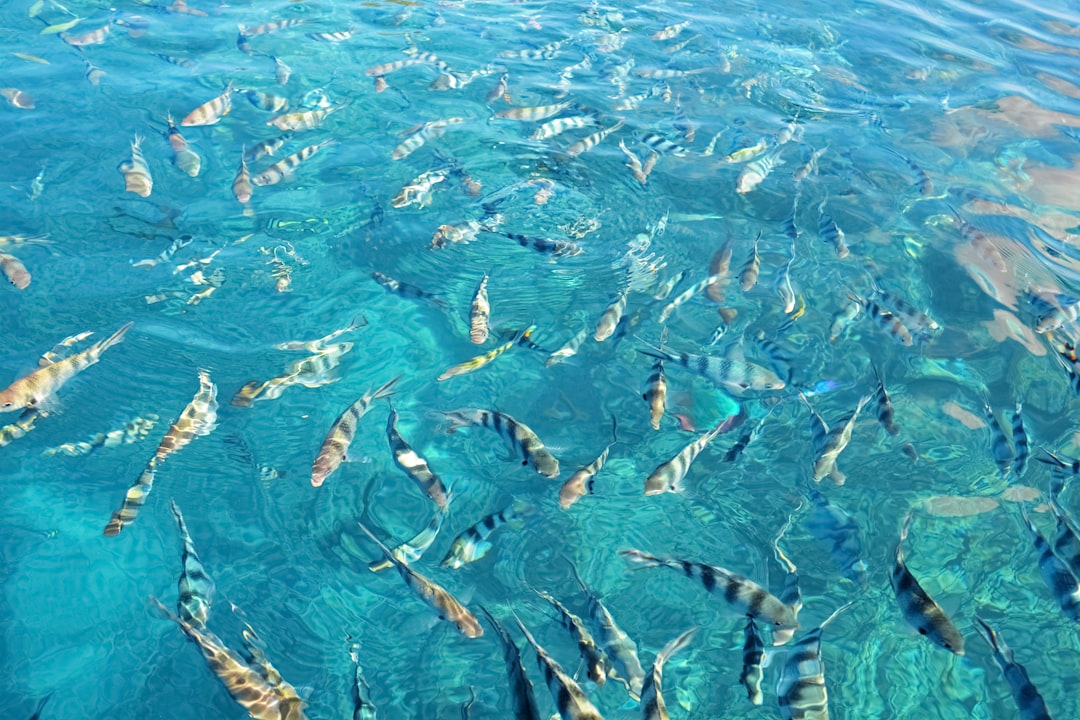 school of fish in water