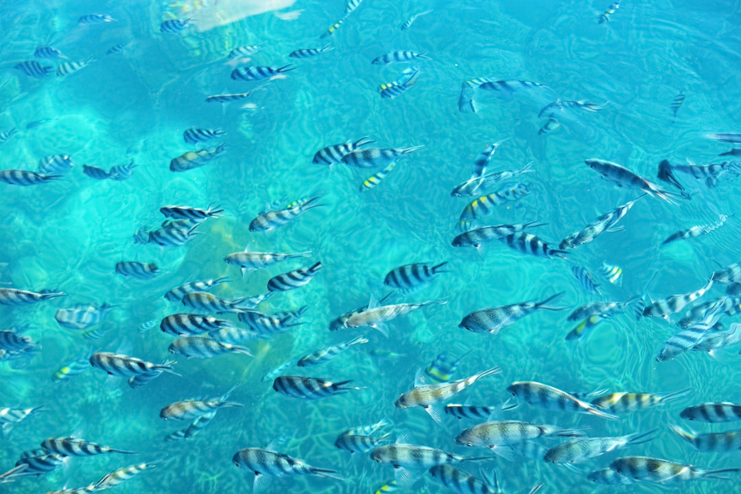 school of fish in water